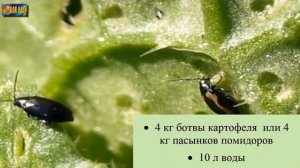 Методы борьбы с крестоцветной блошкой.