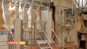 В Курской области появился крупнейший мясоперерабатывающий завод в стране