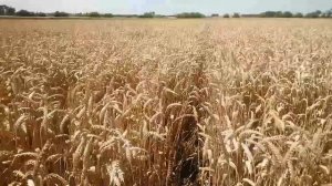 Биологическая урожайность озимой пшеницы