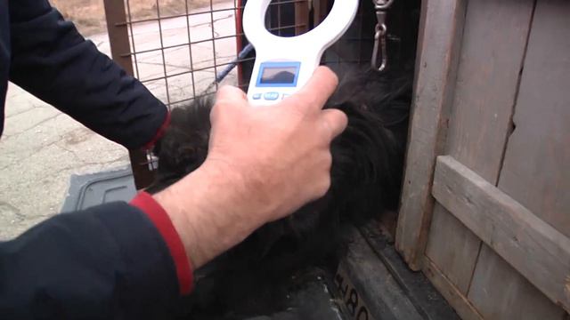 Стерилизовали, чипировали и выпустили смотреть онлайн