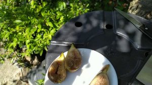 ІНЖИР . Сорт Беалл . Beall fig . Порівняння з сортом Серетто )