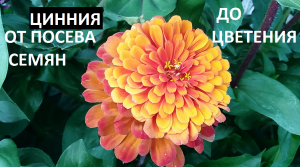 Цинния от А до Я