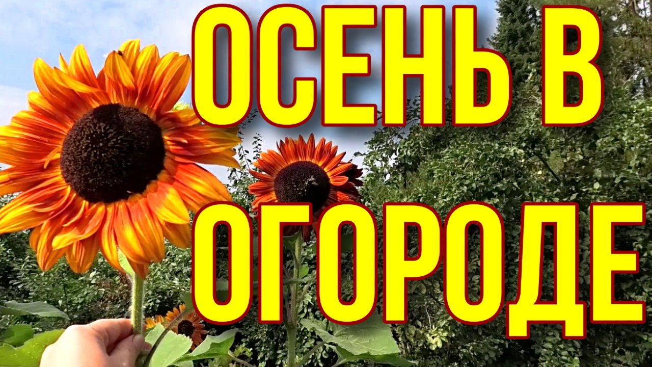 Проверим морковь сортотип шантанэ. Начало осени в огороде.