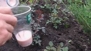 КОГДА И ЧЕМ УДОБРЯТЬ РОЗЫ И ПЛОДОВЫЕ. Простой способ подкормки растений.