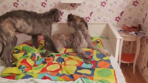 Щенки Ирландского Волкодава