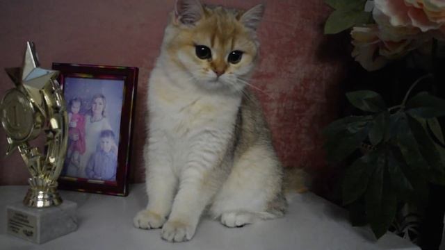 #котенок #золотая#британская #шиншилла  #chinchilla#cat  #кошка #bri #британская#kitten