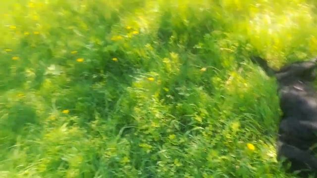 Какую траву можно косить на зиму для КРС? Ответ очевиден!!! смотреть онлайн