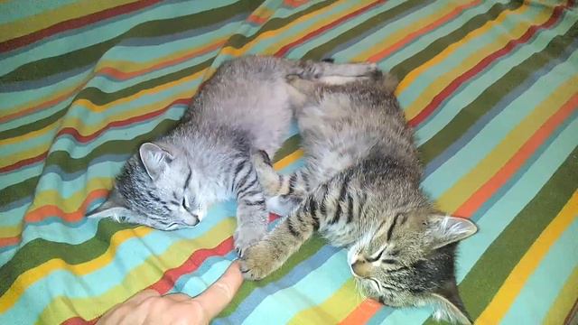 Красивые котята спят на кровати   kittens funny game