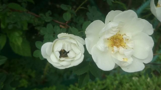 Шмель и шиповник смотреть онлайн