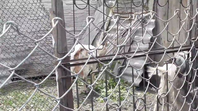 Страусы Эмо смотреть онлайн