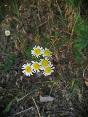 91. Трёхрёберник продырявленный - Tripleurospermum inodorum