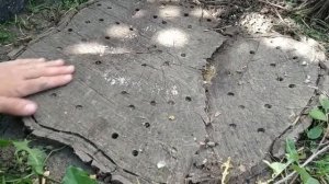 Как удалить пень от спиленного дерева.