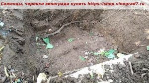 Повреждение корневой системы винограда и бактериальный рак, профилактика. Пузенко Наталья Лариасовна