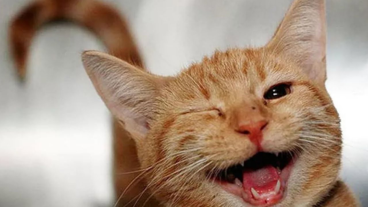Коты и кошки приколы видео смешные котята