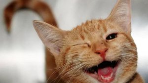 Коты и кошки приколы видео смешные котята