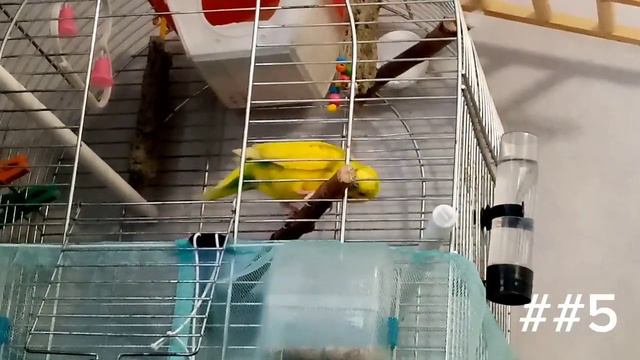 ЯЗЫК Тела ПОПУГАЯ! |Как ПОНЯТЬ Попугая?!🐦