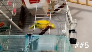 ЯЗЫК Тела ПОПУГАЯ! |Как ПОНЯТЬ Попугая?!🐦