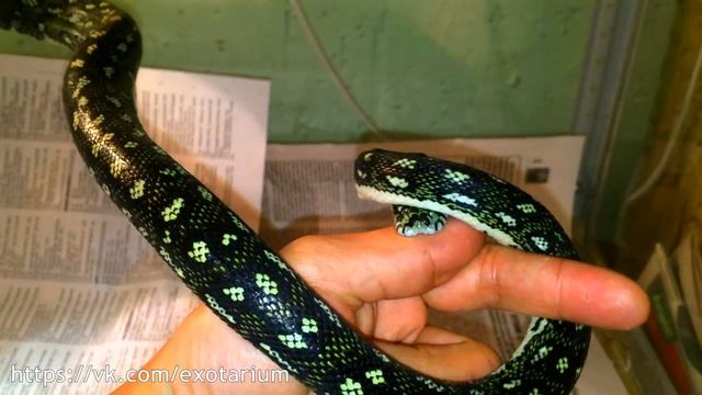 Укус австралийского питона смотреть онлайн