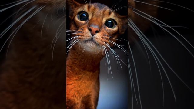 Что такое кошка