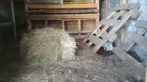 Кролики едят ячмень