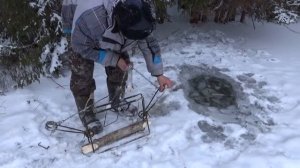 Проверка капканов на бобра с приманкой.