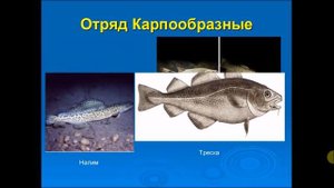 Промысловые рыбы. Биология 7 класс.