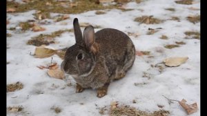 Звук зайца/Какой звук издаёт заяц / Голос зайца / Cry hare, hare sound