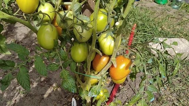 Томат Столыпин / Урожайный, устойчивый от болезней смотреть онлайн