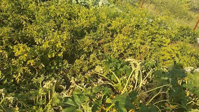Арсюня, эксперимент , последние деньки на огороде (скоро уедет ). 2 августа - огород после града.
