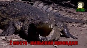 ТОП 5 самых больших крокодилов