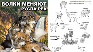 Волки меняют русла рек