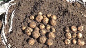 Большой урожай Картошки в мешках .Заверщение проекта .