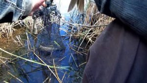 Крупный карась на глубине 40 см / рыбалка на поплавок с берега