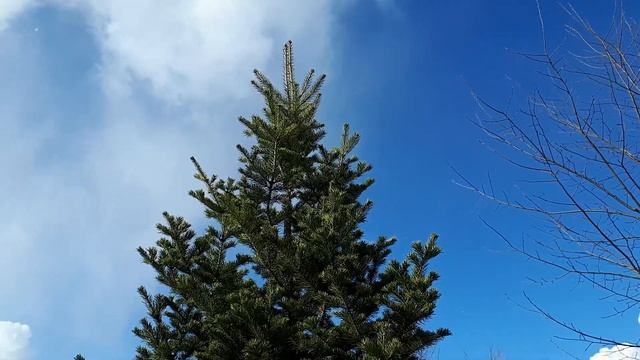 Дуб, дачная заметка выходного дня. смотреть онлайн