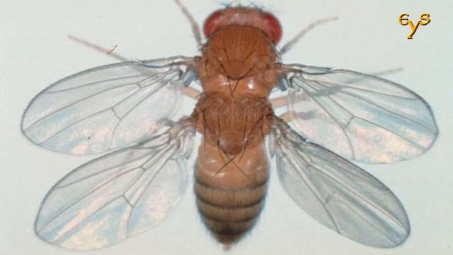Что такое эволюция? / What is an evolution?