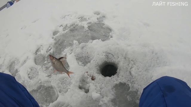 ПЛОТВА СОШЛА С УМА!! Ловля крупной плотвы! Зимняя рыбалка