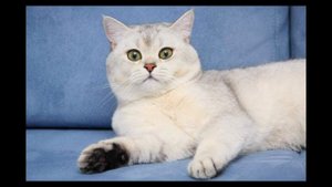 ПЕСЕНКА кот -Васька -3 раза