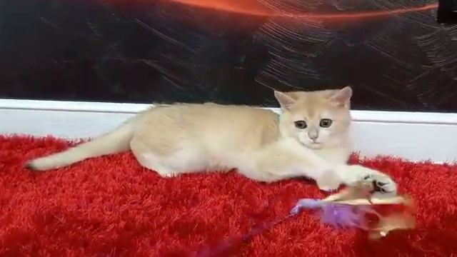 Британский Золотой мальчик ny12