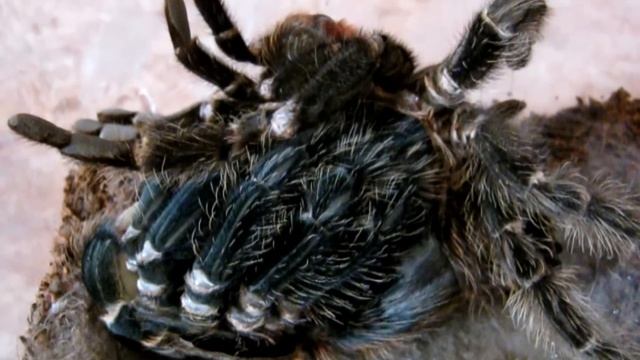 линька паука-птицееда Lasiodora parahybana (molting tarantula)