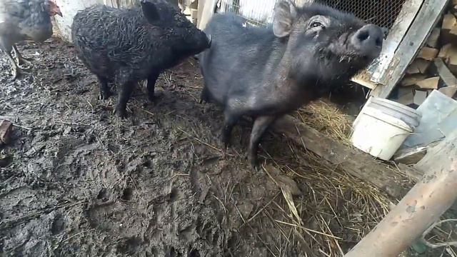 Чорні поросятка на моєму подвір'ї. СІЛЬСЬКИЙ ГОСПОДАР. смотреть онлайн