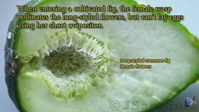 Инжир Опыление Как и почему? смотреть онлайн