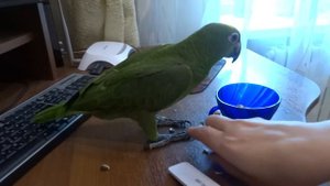 Попугай Амазон