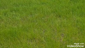 Козы и козлята, ламанча и обычные #козы#козлята#ламанча#