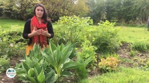 Growing Yellow Gentian (Gentiana lutea) for Medicinal Uses