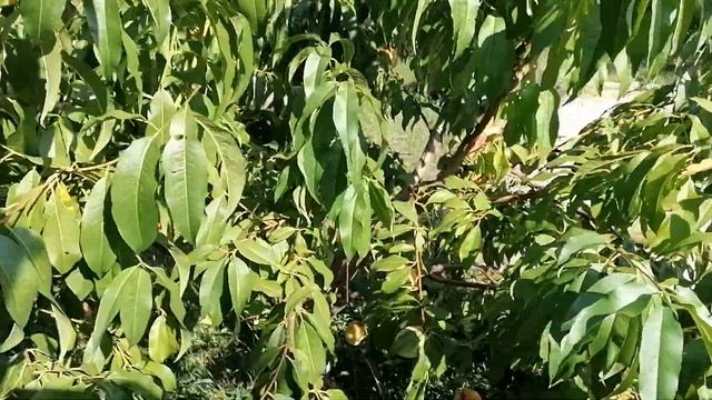 Персик - первый урожай. Сорт Белый Лебедь. смотреть онлайн