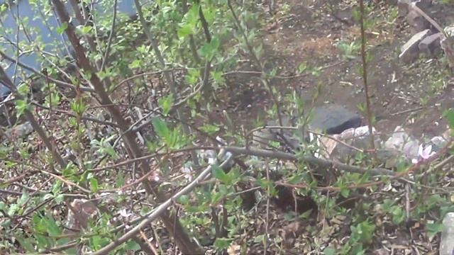 кратко о цветущих персиках сибири не укрывной форме 2022г смотреть онлайн