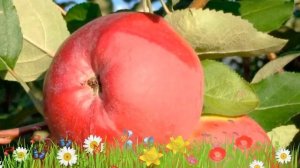 Яблоня обыкновенная Апрельское ? Обзор: посадка и уход. саженцы, крупномеры: описание и особенности