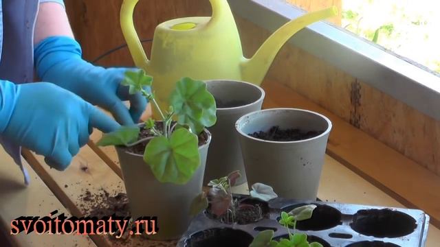 Герань плющелистная: выращивание и уход