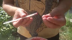 Как извлечь косточки из кизила