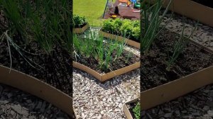 калибрахоа в кашпо и в открытом грунте лето 2023